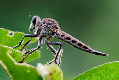 Close-up of insect on leaf