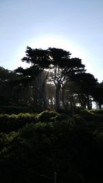 View of trees in forest