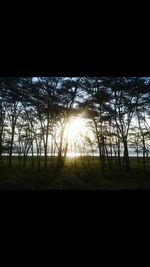 Silhouette trees on field against sky at sunset