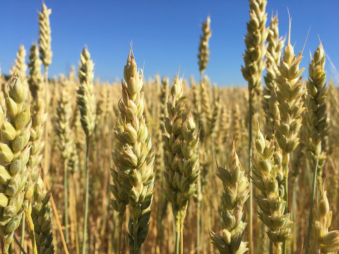 growth, agriculture, crop, cereal plant, field, farm, nature, plant, rural scene, wheat, ear of wheat, growing, tranquility, day, no people, beauty in nature, focus on foreground, close-up, outdoors, rye - grain, clear sky, sky