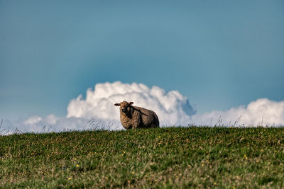 Sheep standing on grassy field against blue sky