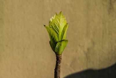 Close-up of fresh green plant against wall