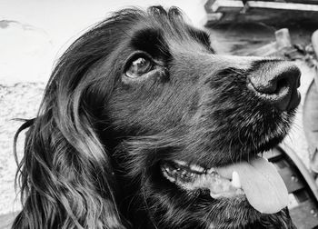 Close-up portrait of dog