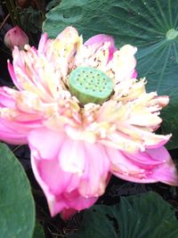 Close-up of pink flowers blooming outdoors