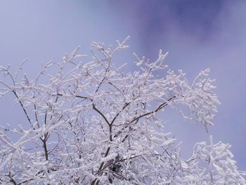 Close-up of frozen plant against sky