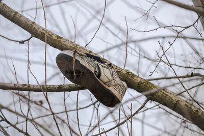 Close-up of rope tied on branch