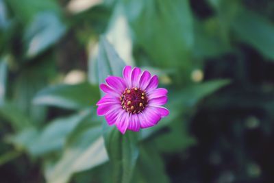 Close-up of pink flower