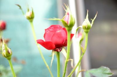 Close-up of flowers blooming outdoors