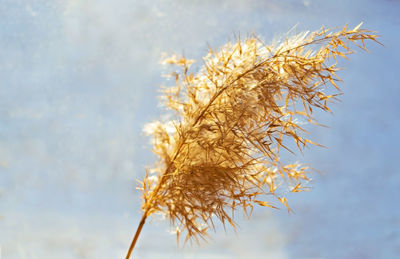 Dry fluffy twig of pampas grass or common reed on  blue background. abstract background, minimal