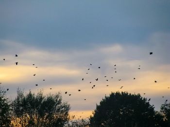 Low angle view of silhouette birds flying against sky
