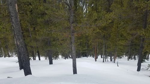 Trees on snow covered landscape