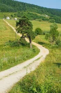 Road amidst field