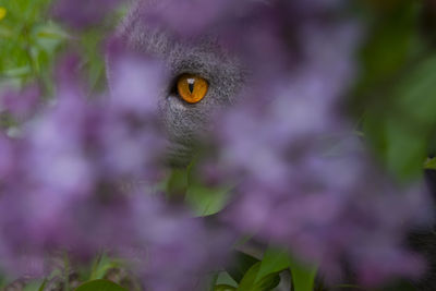 Close-up portrait of a cat