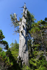 Low angle view of trees against blue sky