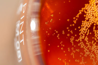 Close-up of cider drink in glass showing bubbles