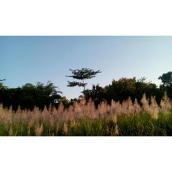 Trees growing on field against clear sky