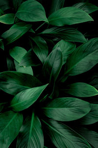 Close-up of green leaves