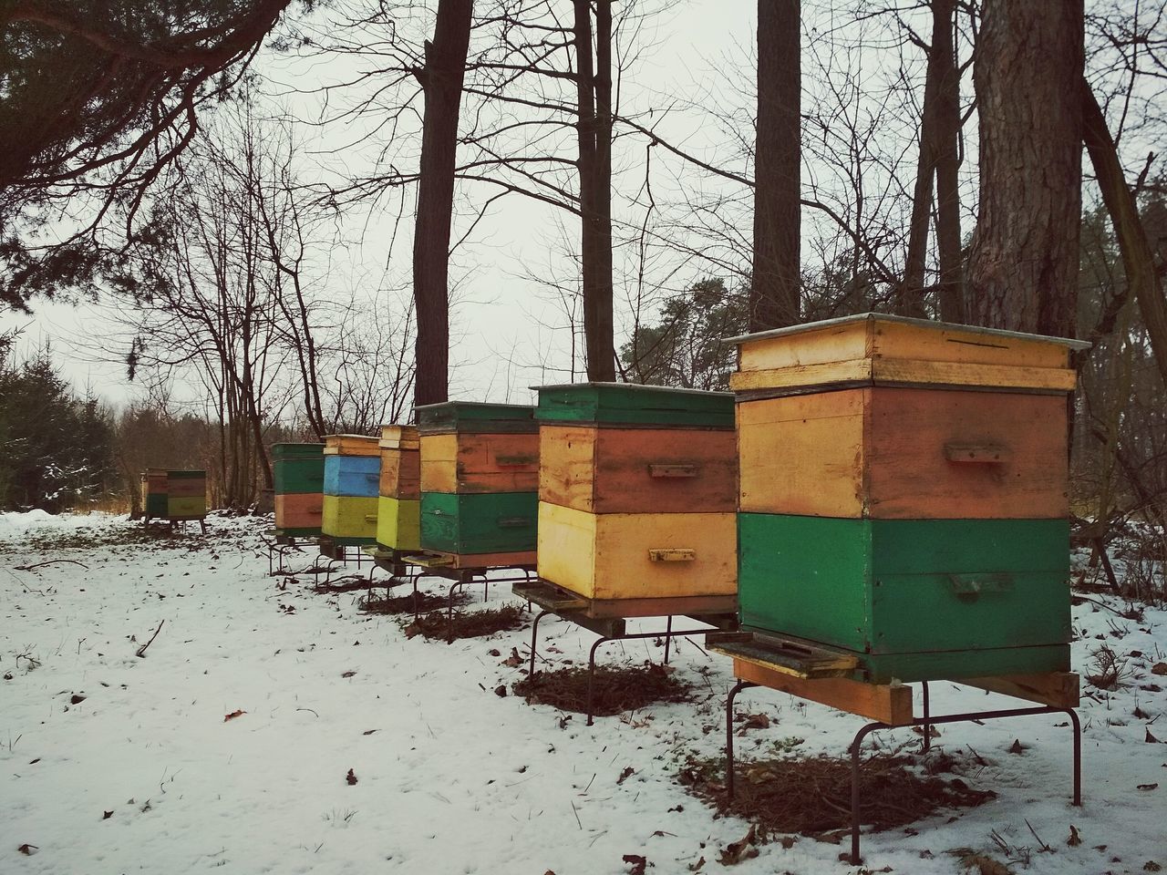 snow, winter, cold temperature, tree, nature, beehive, no people, day, bare tree, apiculture, outdoors, bee, sky
