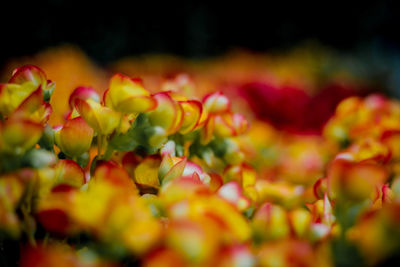 Close-up of yellow flowering plant