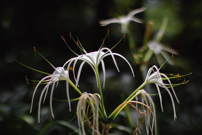 Close-up of flower against blurred background