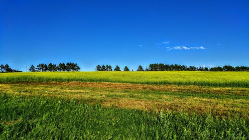 Scenic view of canola field against clear blue sky