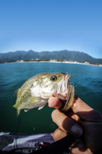 Person holding bass fish at sea shore