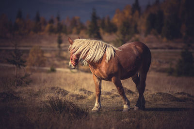 Horse standing in field