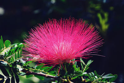 Close-up of pink flower