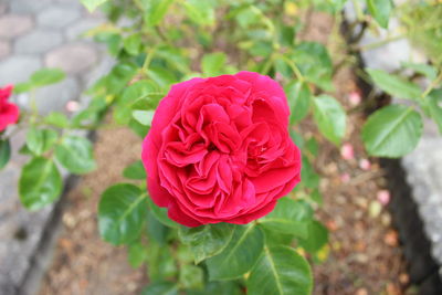 Close-up of pink rose