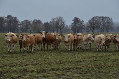 Horses in a field