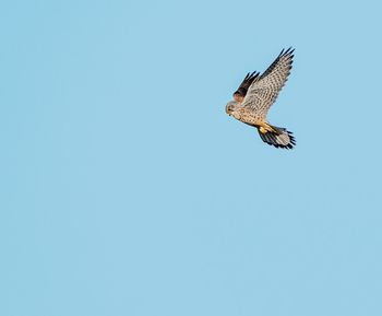 Low angle view of eagle flying in sky