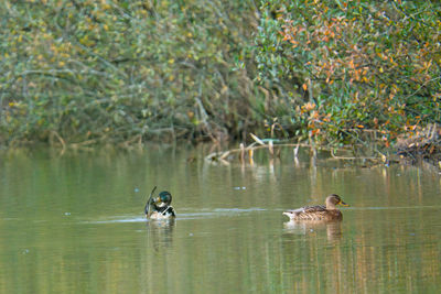 Monkeys in lake