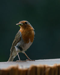 Close-up of bird perching on wood