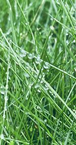 Close-up of wet grass on field