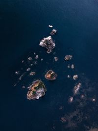 High angle view of crab on rock