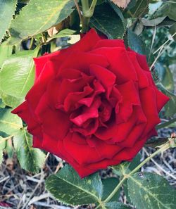 Close-up of red rose