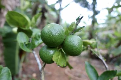 Close-up of fruits growing on tree