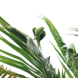 Low angle view of bird perching on plant against sky