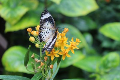 Close-up of butterfly pollinating on flower