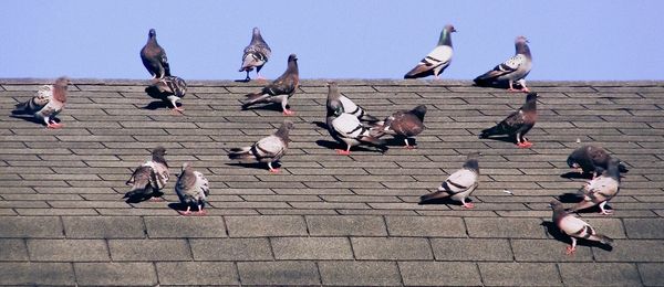 Birds flying against clear sky