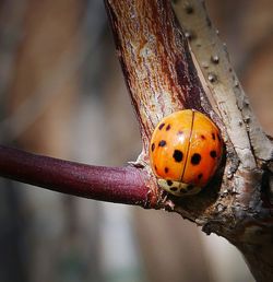 Close-up of ladybug on wall