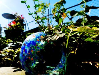 Close-up of plants against blue sky