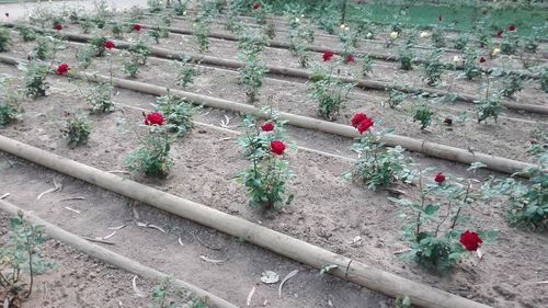 High angle view of flowering plants by railing