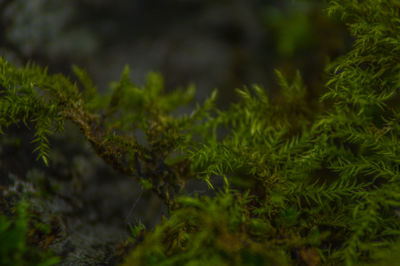 Close-up of grass