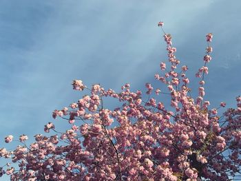 Low angle view of cherry blossoms against sky