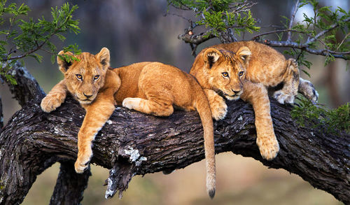 View of a cat on tree trunk