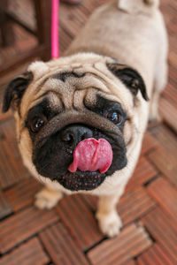 Close-up portrait of a dog
