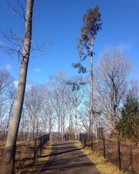 Trees against clear sky