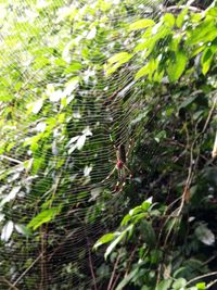 Close-up of spider on web