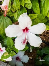 Close-up of white hibiscus blooming outdoors